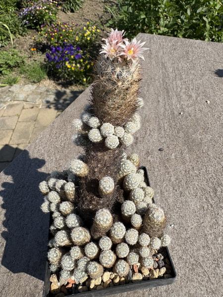 Escobaria sneedii